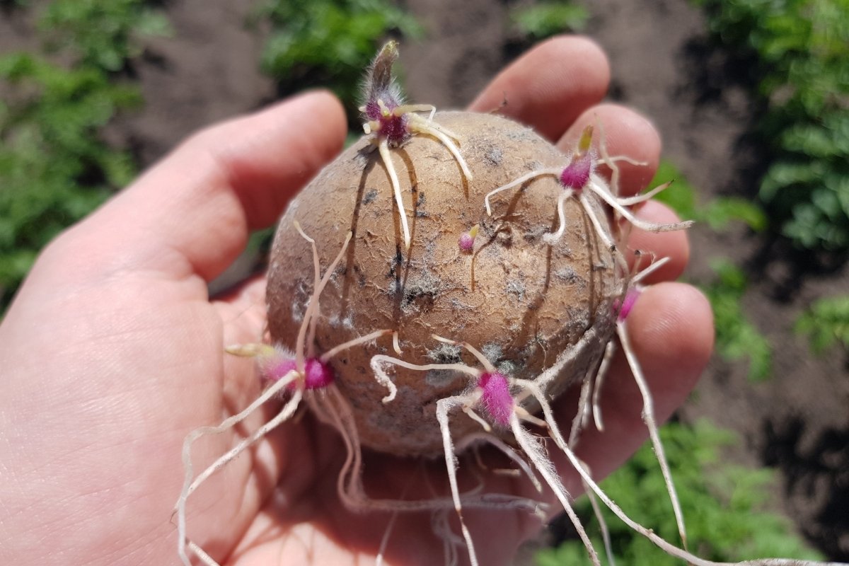 How to Plant Potato Roots