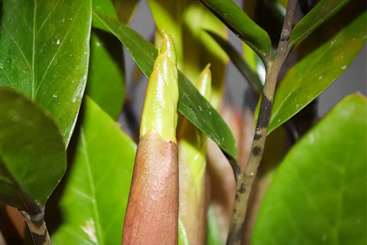 5 Causes of Brown Spots on the Zz Plant Stems 