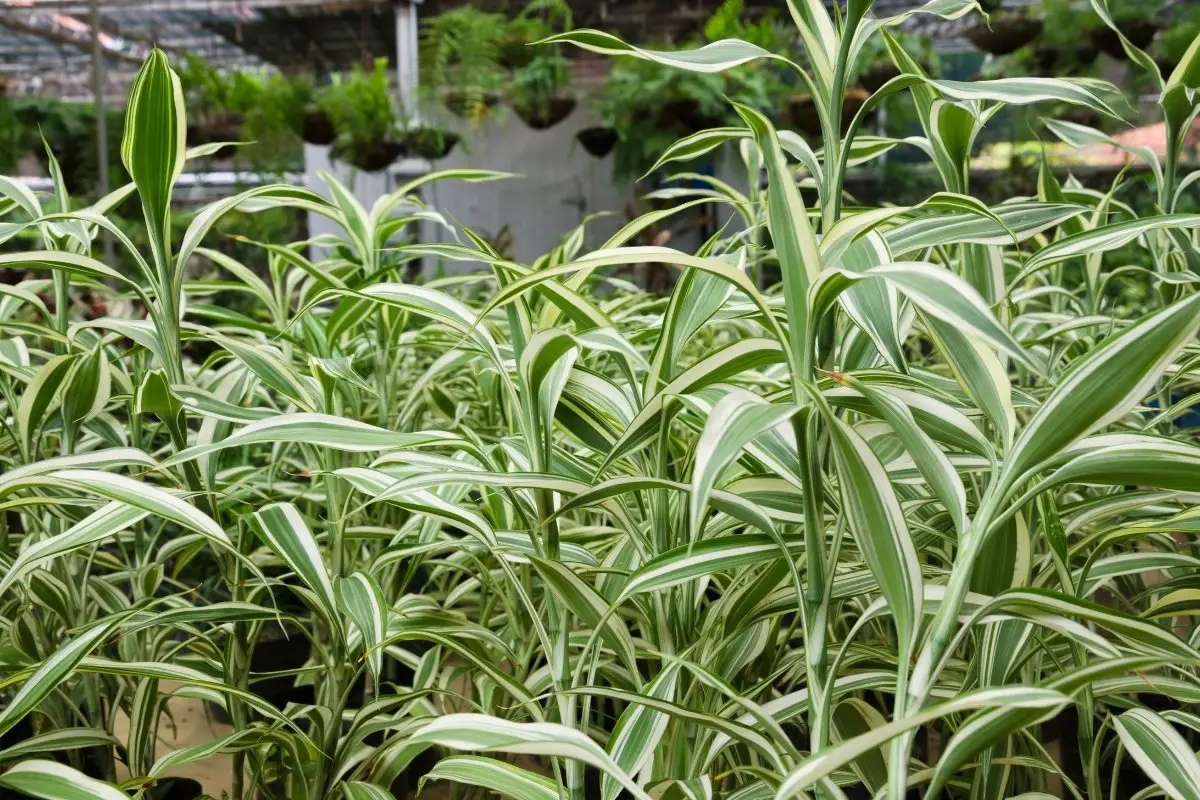 Information About The Spider Plant Pests
