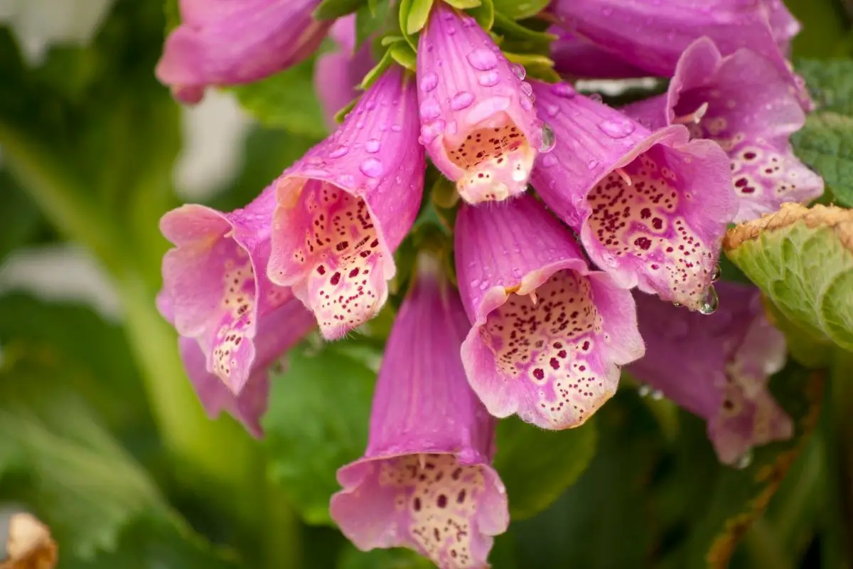 Is Foxglove Poisonous - Tips On Handling The Toxic Plant