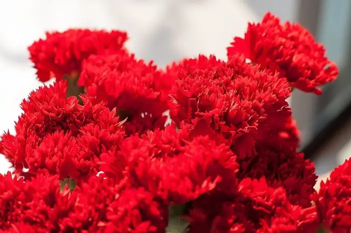 Most Common Plants In Spain - Red Carnation