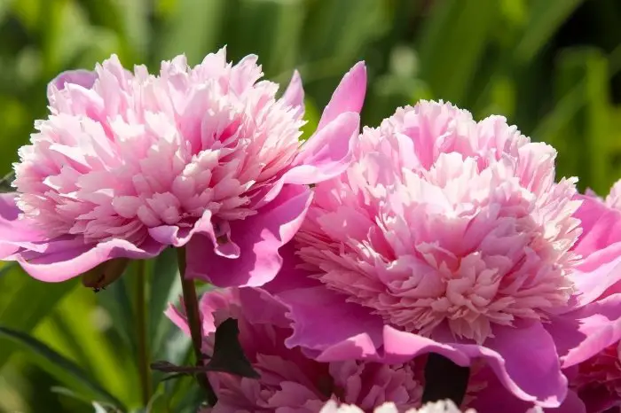 Flores griegas tradicionales (floraciones de jardín populares) - Sueño de  jardinería
