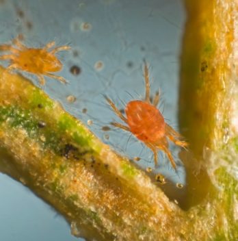 Palm Spider Mites - Get Rid Of Them In 4 Easy Steps
