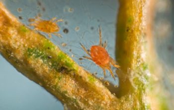 Palm Spider Mites - Get Rid Of Them In 4 Easy Steps