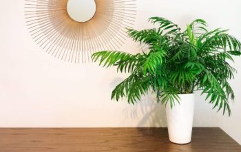 Parlor Palm vs Areca Palm - Clear Differences