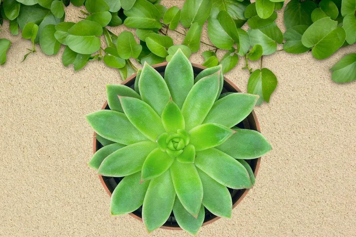 Sand For Plants - 5 Excellent Ways To Use It