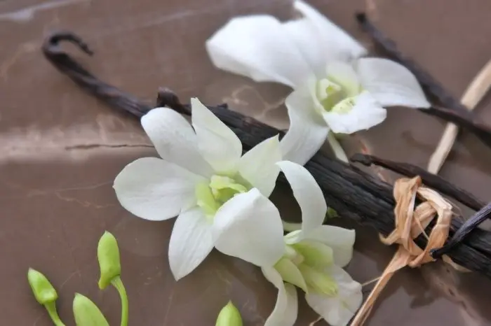The Dolomitic Alps - Vanilla Orchids