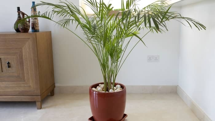 What kind of houseplant looks like a palm tree?