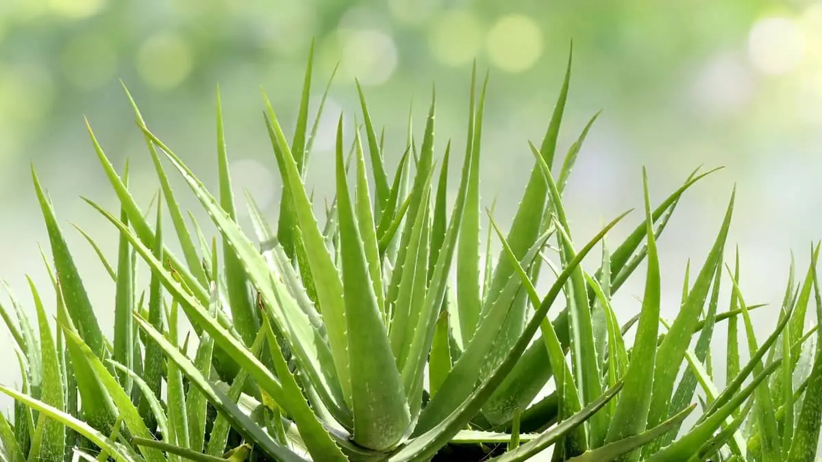 Does Aloe Like Full Sun? This Amazing Experiment Answers The Question