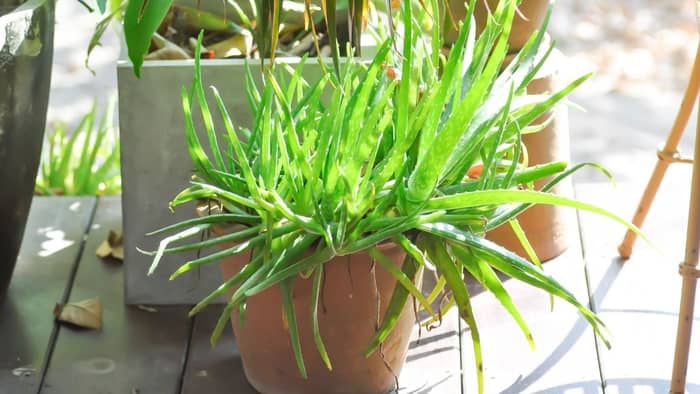 Can aloe vera survive in low light