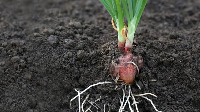how deep do onion roots grow