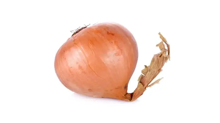 what parts of an onion can be used to study mitosis