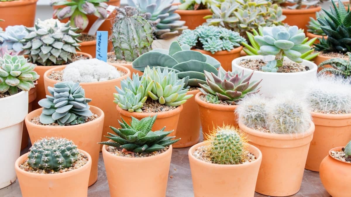 The Chart Types Of Succulents - How To Choose The Best Succulents?