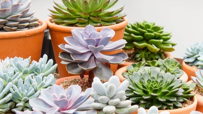 chart types of succulents