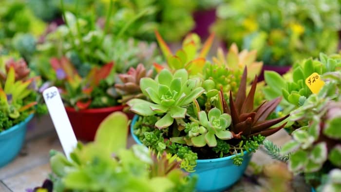What is the most common succulent