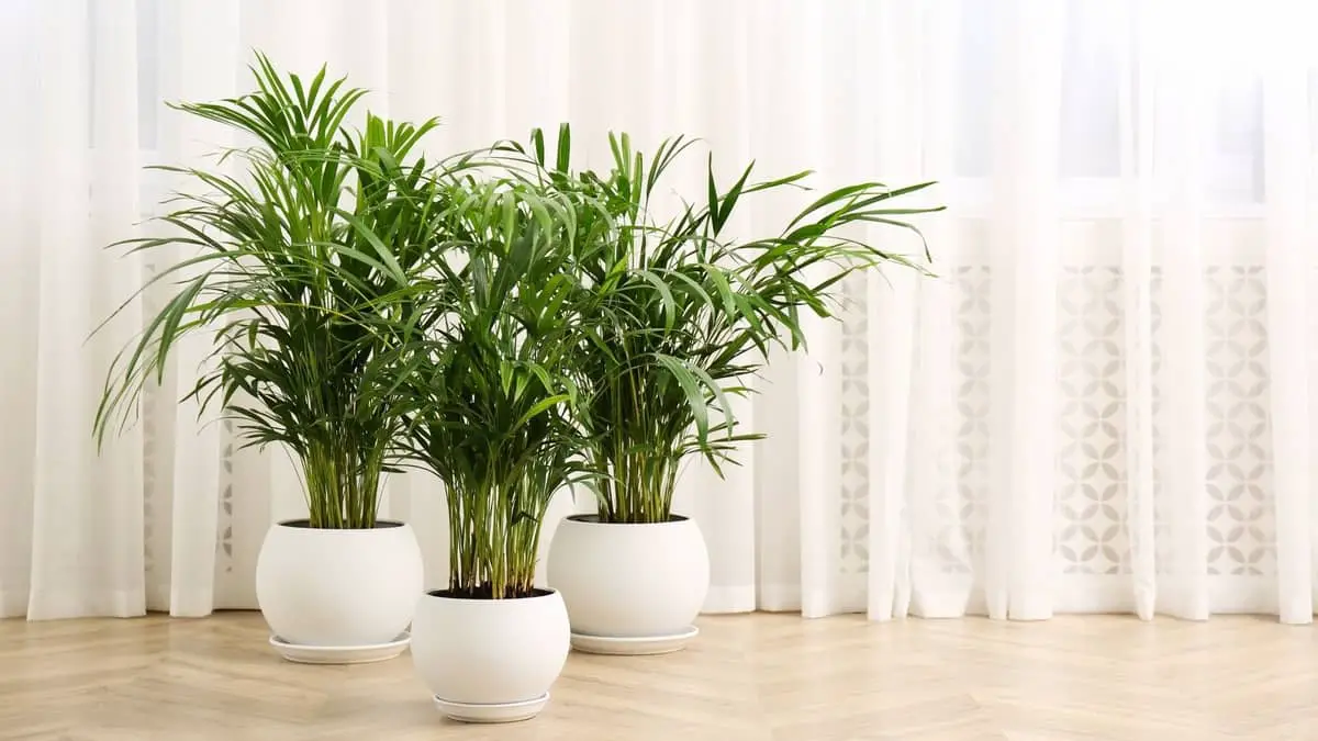 Houseplant Indoor Palm Plant Identification - 5 Best Tips To Identify This Plant