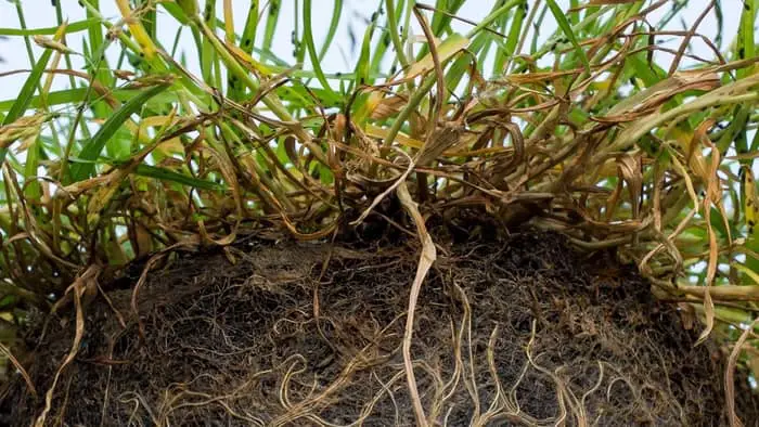 can plants live when taproot breaks
