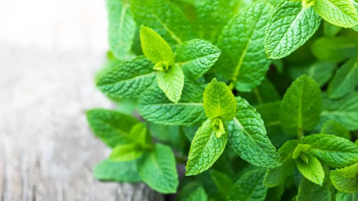 How To Spot White Spots On Mint Leaves