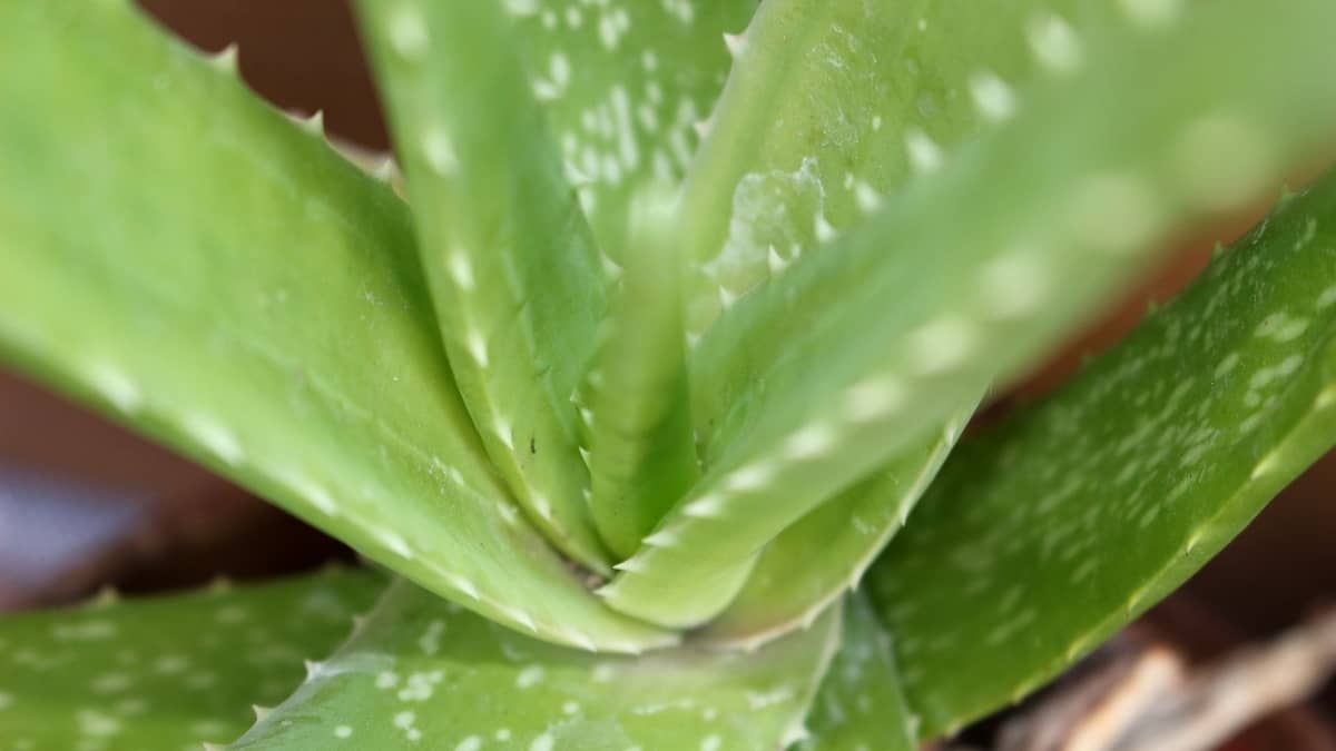 How To Get Rid Of White Spots On Aloe Plants?