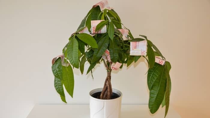 Can you save a rotting money tree