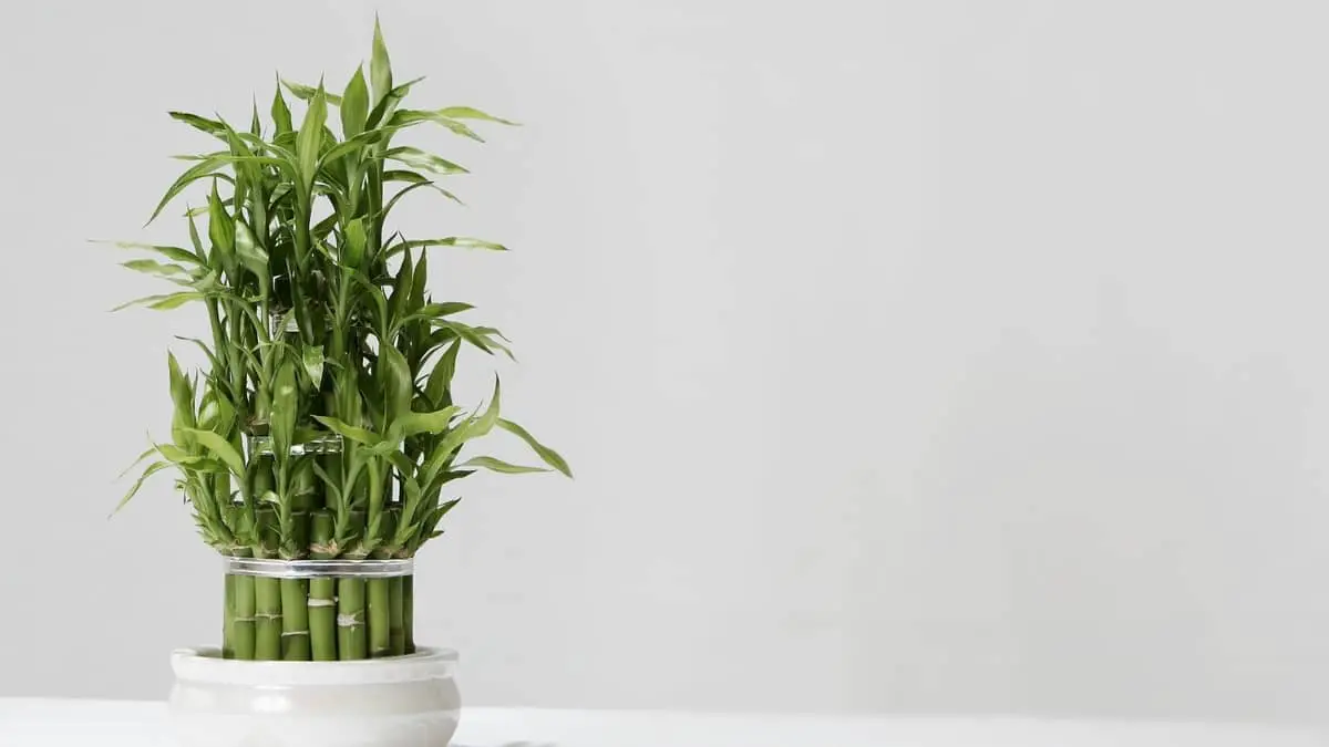 Lucky Bamboo vs Bamboo - Which Bamboo Is The Best For You?