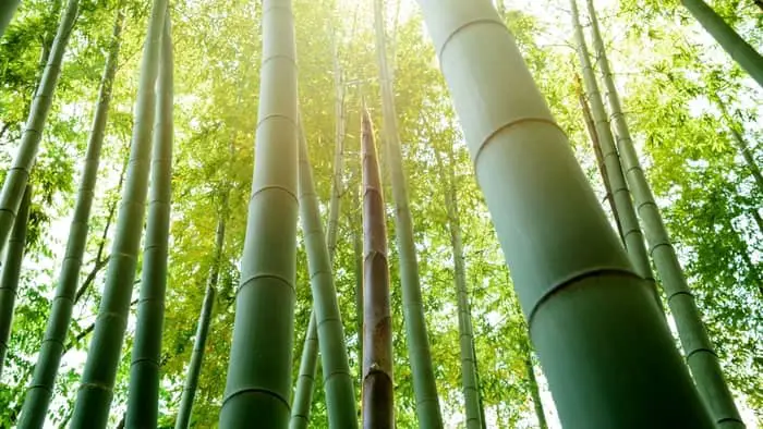 bamboo vs lucky bamboo