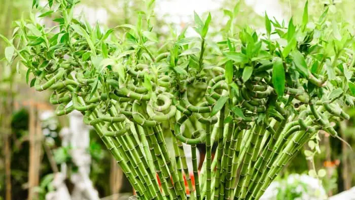 What Are the Differences Between Lucky Bamboo and True