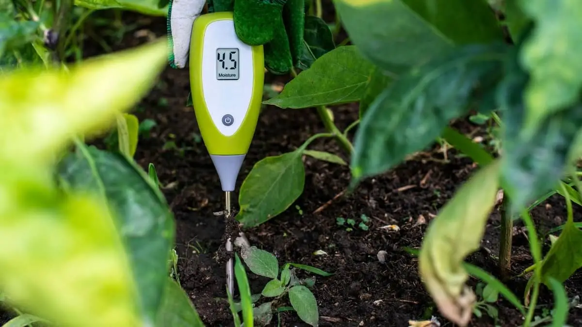 The Ultimate Guide To ZZ Plant Moisture Meter – What Is It, How To Use, And Why You Need One?