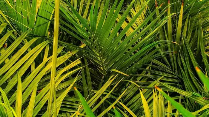 difference between areca palm and majesty palm