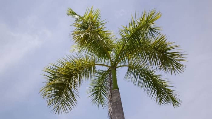 majesty palm vs areca palm