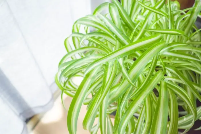 What Are Spider Plant Pests
