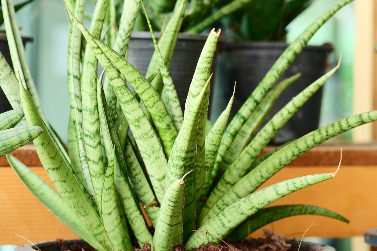 What Are The Reasons For Skinny Snake Plant