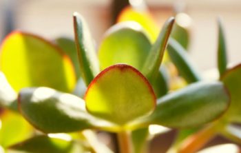 What Does White Sticky Stuff On Jade Plant Mean