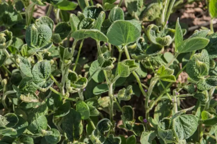 What Is Dicamba Herbicide