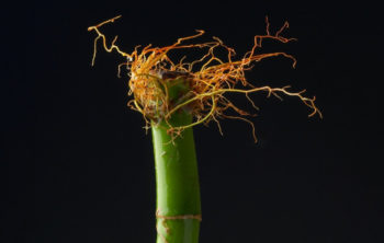 What Does Lucky Bamboo Root Rot Look Like