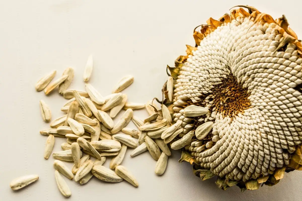 White Sunflower Seeds - Stop Doing These 3 Mistakes
