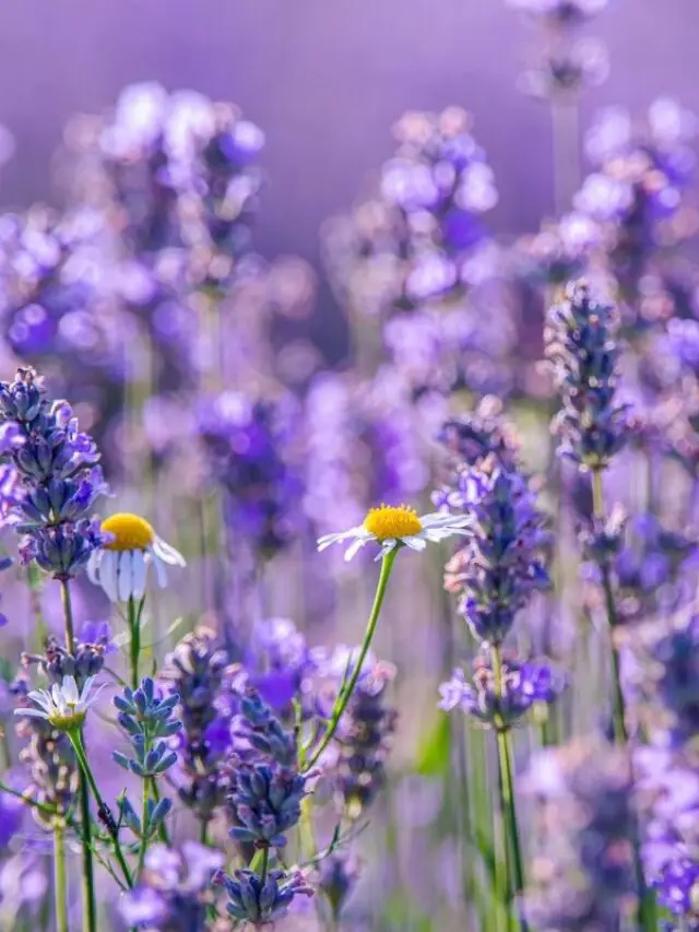 Is Lavender a Flower