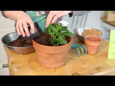 Sand For Plants 5 Excellent Ways To Use It 