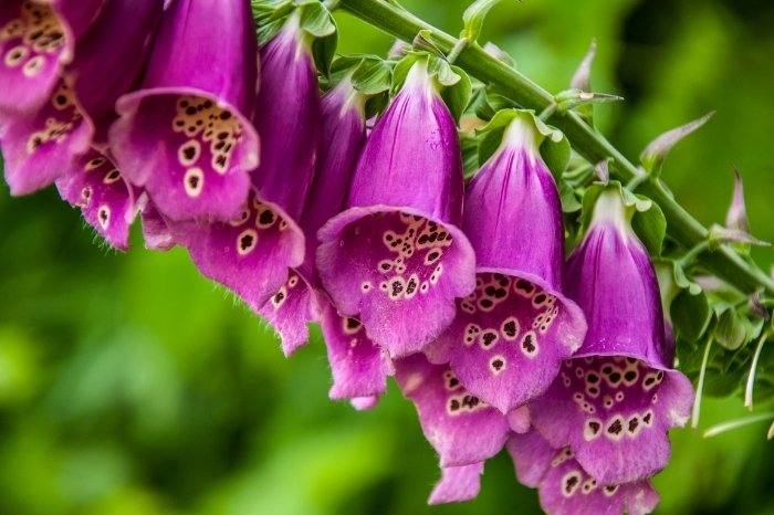 About Foxgloves