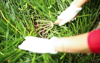 Baking Soda Kill Weeds - Surprising Ways That Help You Fix This Horrific Problem