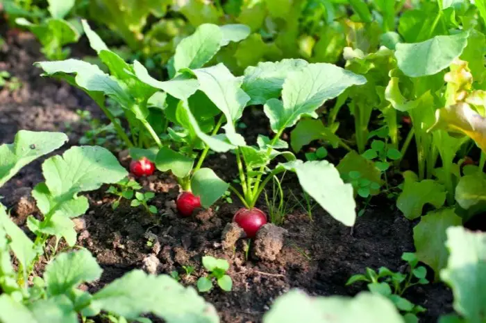 Best Shallow Rooted Vegetables - Radishes