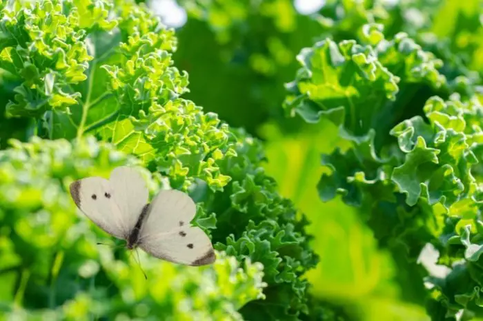 Bugs On Kale How To Mitigate The Situation