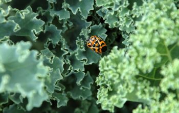 Bugs On Kale – Mitigation Plans