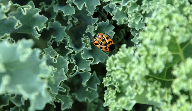 Bugs On Kale – Mitigation Plans