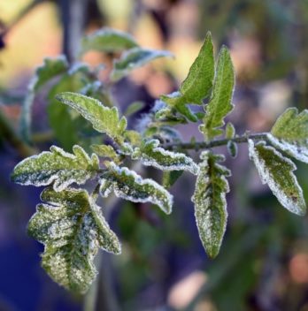 Can Tomato Plants Survive Frost