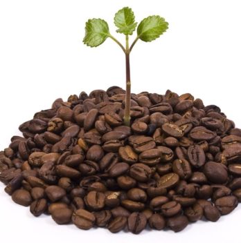 Coffee In Plants And The Benefits They Bring