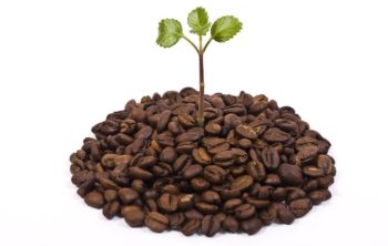 Coffee In Plants And The Benefits They Bring