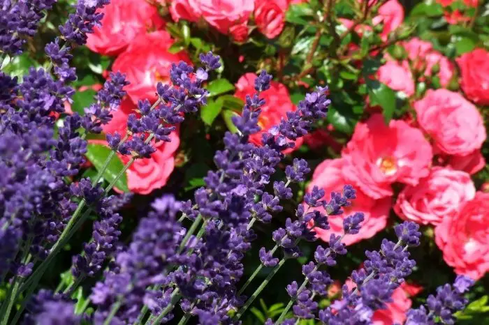 Companion Plants That Are Best For Lavender