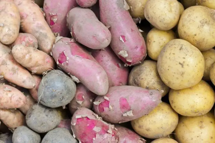 Differences Between Irish Tuber Stems And Sweet Potato Tuber Root