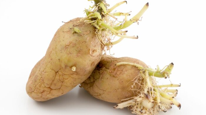 Are Potatoes with Roots Bad